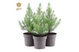 Pinus pinea silver crest 40-50