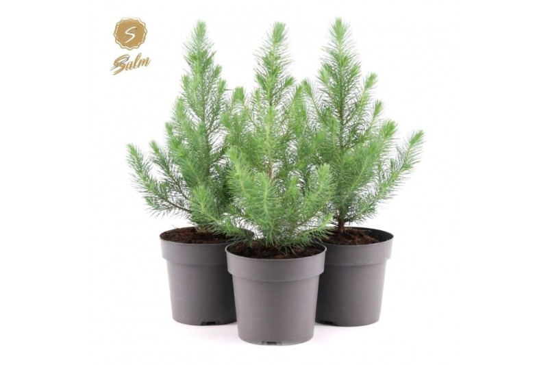 Pinus pinea silver crest 40-50 
