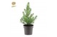 Pinus pinea silver crest 40-50 