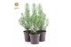 Pinus pinea silver crest 35-45 