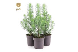Pinus pinea silver crest 35-45