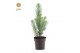 Pinus pinea silver crest 35-45 