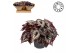 Begonia blad Bladbegonia Rex Fireworks Must Have 2 pp 