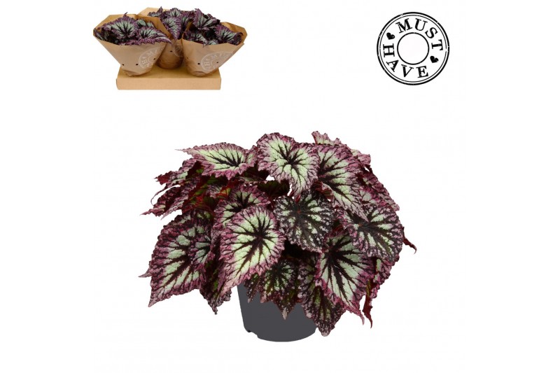 Begonia blad Bladbegonia Rex Fireworks Must Have 2 pp 