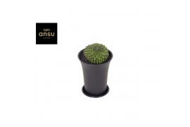 Cactus Gymno Spineless Worm XL