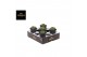 Cactus Gymno Spineless Worm XL 