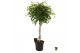 Ficus benjamina exotica gevlochten stam 