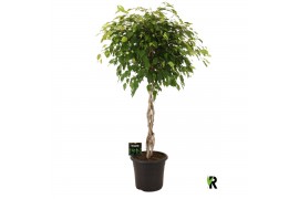Ficus benjamina exotica gevlochten stam