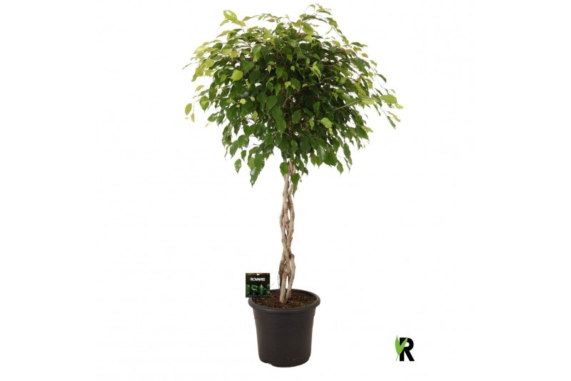 Ficus benjamina exotica gevlochten stam 