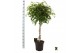 Ficus benjamina exotica gevlochten stam 