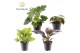 Kamerplanten mix 