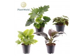 Kamerplanten mix