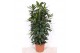 Ficus cyathistipula Ficus Cyathistipula 4pp 12 pp 