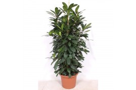 Ficus cyathistipula Ficus Cyathistipula 4pp 12 pp