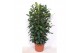 Ficus cyathistipula Ficus Cyathistipula 4pp 12 pp 