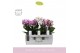 Phalaenopsis multiflora mix Boquetto Pinko Mix 3-5 spike in Molise Whi 