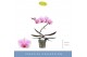 Phalaenopsis 1 tak 