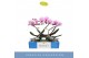 Phalaenopsis 1 tak 