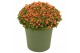 Nertera granadensis astrid Keramiek, Groen 