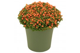 Nertera granadensis astrid Keramiek, Groen