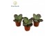 Kalanchoe humilis surprising desert Kalanchoe Humilis 1 pp 