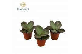 Kalanchoe humilis surprising desert Kalanchoe Humilis 1 pp