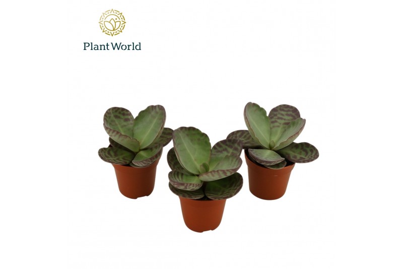 Kalanchoe humilis surprising desert Kalanchoe Humilis 1 pp 