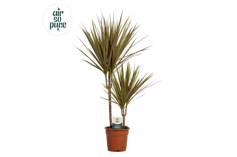 Dracaena marg. bicolor 30-10 Air So Pure 