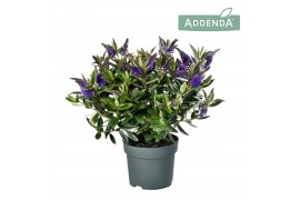 Hebe hebedonna britta addenda