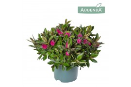 Hebe donna eva addenda