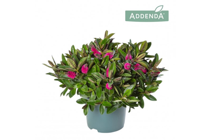 Hebe donna eva addenda 