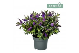 Hebe hebedonna anna addenda