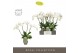 Phalaenopsis wit Theatro Jazz - 4 tak, 21+ bloem - Emilia Green Aquo 