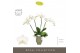 Phalaenopsis wit Theatro Jazz - 4 tak, 21+ bloem - Emilia Green Aquo 