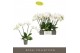 Phalaenopsis wit Theatro Jazz - 4 tak, 21+ bloem 