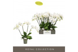 Phalaenopsis wit Theatro Jazz - 4 tak, 21+ bloem