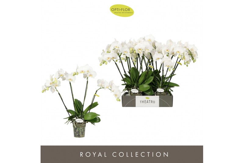 Phalaenopsis wit Theatro Jazz - 4 tak, 21+ bloem 