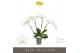 Phalaenopsis wit Theatro Jazz - 4 tak, 21+ bloem 