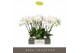 Phalaenopsis wit Theatro Jazz - 4 tak, 21+ bloem 