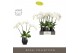 Phalaenopsis wit Theatro Jazz - 4 tak, 21+ bloem - Abruzzo Black Aquo 