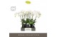 Phalaenopsis wit Theatro Jazz - 4 tak, 21+ bloem - Abruzzo Black Aquo 