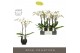 Phalaenopsis wit Maistro Beethoven - 2 tak, 18+ bloem - 50cm - Abruzzo 