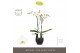 Phalaenopsis wit Maistro Beethoven - 2 tak, 18+ bloem - 50cm - Abruzzo 