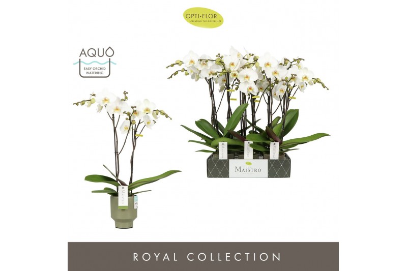 Phalaenopsis wit Maistro Beethoven - 2 tak, 18+ bloem - 50cm - Emilia  