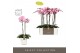 Phalaenopsis roze Optistar Madonna 2spike + Aquo Molise White 