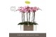 Phalaenopsis roze Optistar Madonna 2spike + Aquo Molise White 