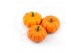 Cucurbita pepo jack be little 20 (1022) 