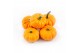 Cucurbita pepo jack be little 30 (1023) 