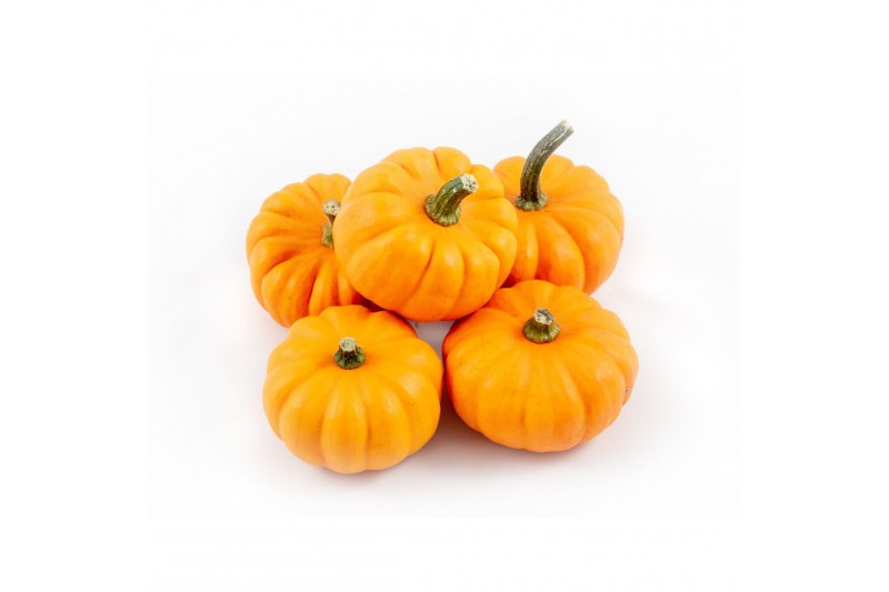 Cucurbita pepo jack be little 30 (1023) 
