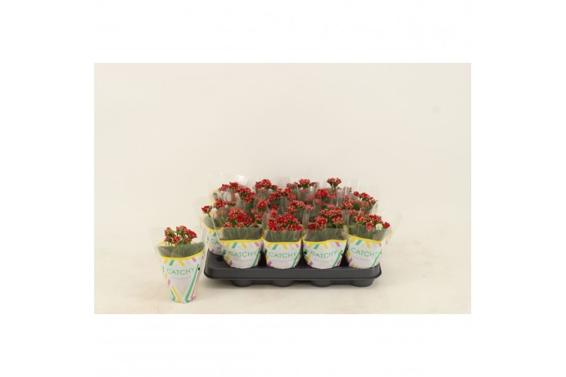Kalanchoe blossfeldiana gevuld rubio red 